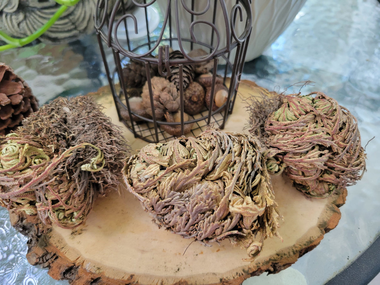 Rose of Jericho: Resurrection Flower Decoration