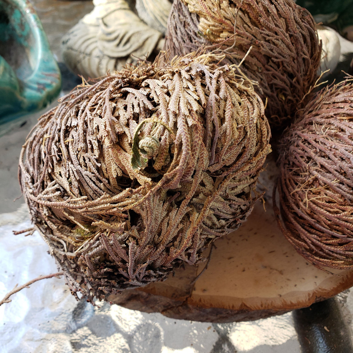 Rose of Jericho: Resurrection Flower Decoration