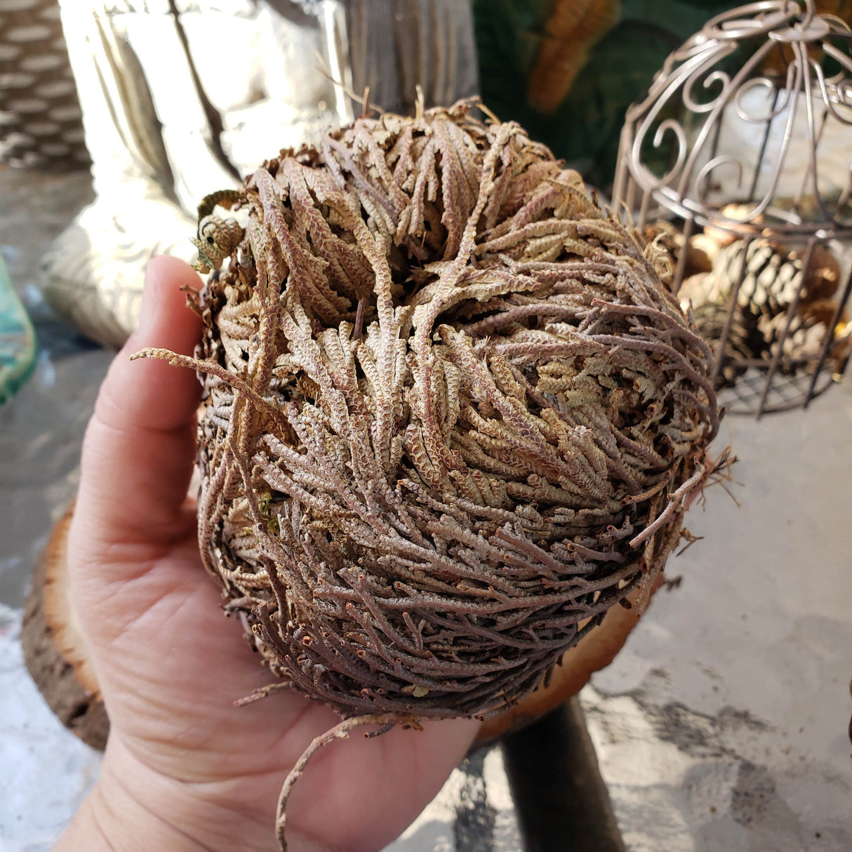 Rose of Jericho: Resurrection Flower Decoration