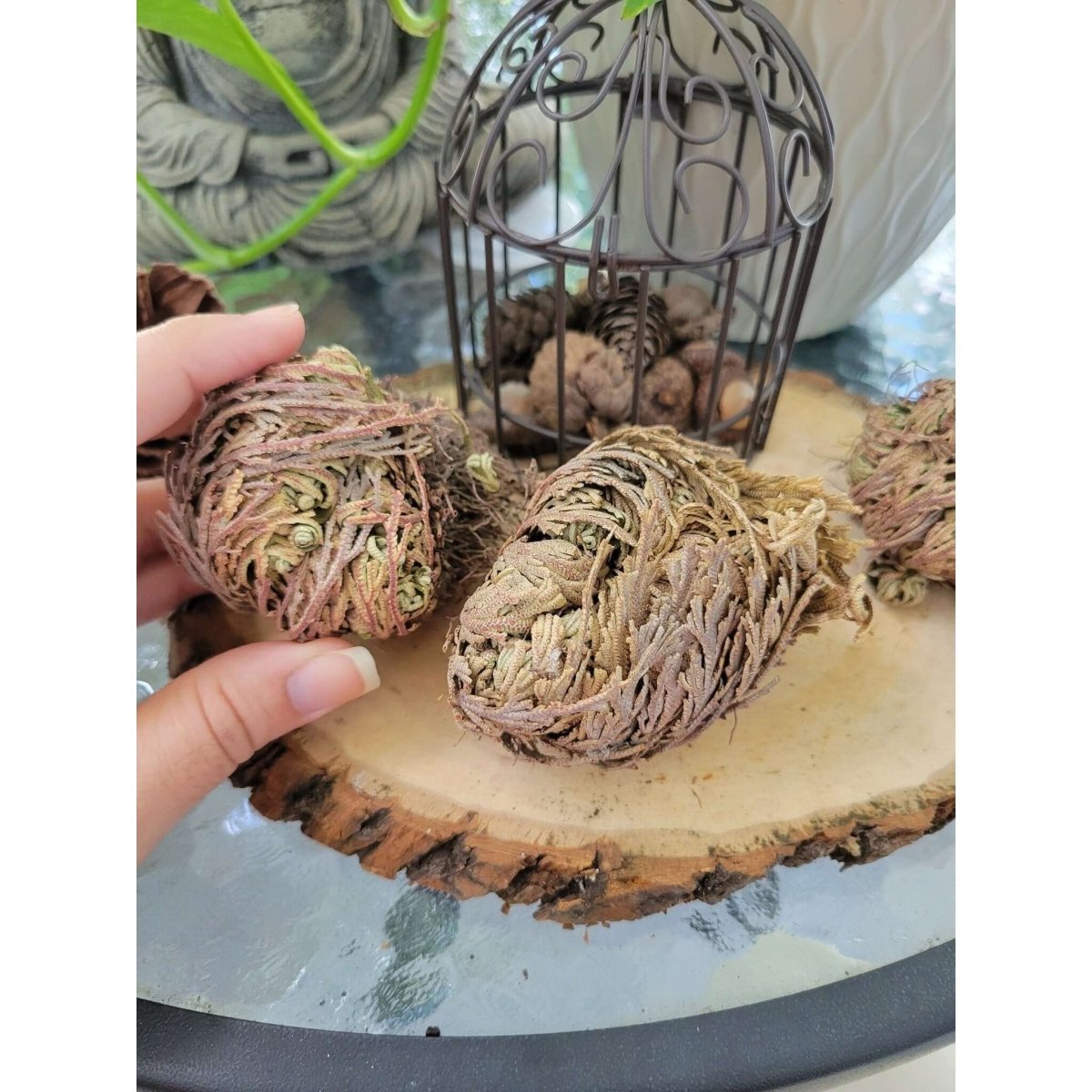 Small Jericho Flower - Rose of Jericho, Resurrection Flower -Herbs & Spices