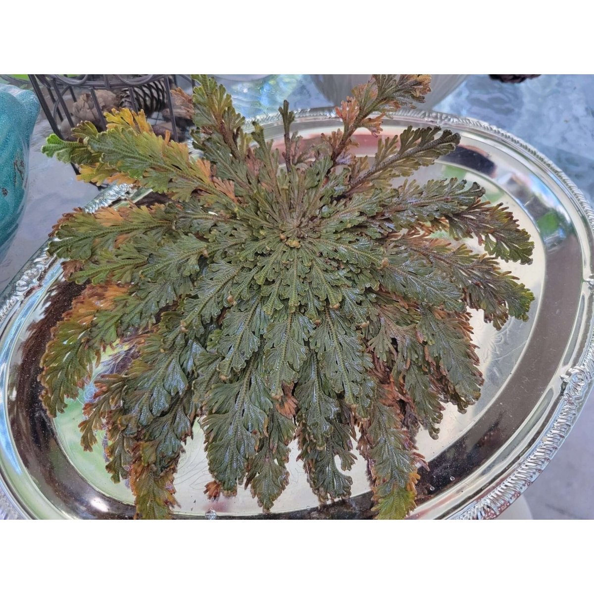 Small Jericho Flower - Rose of Jericho, Resurrection Flower -Herbs & Spices