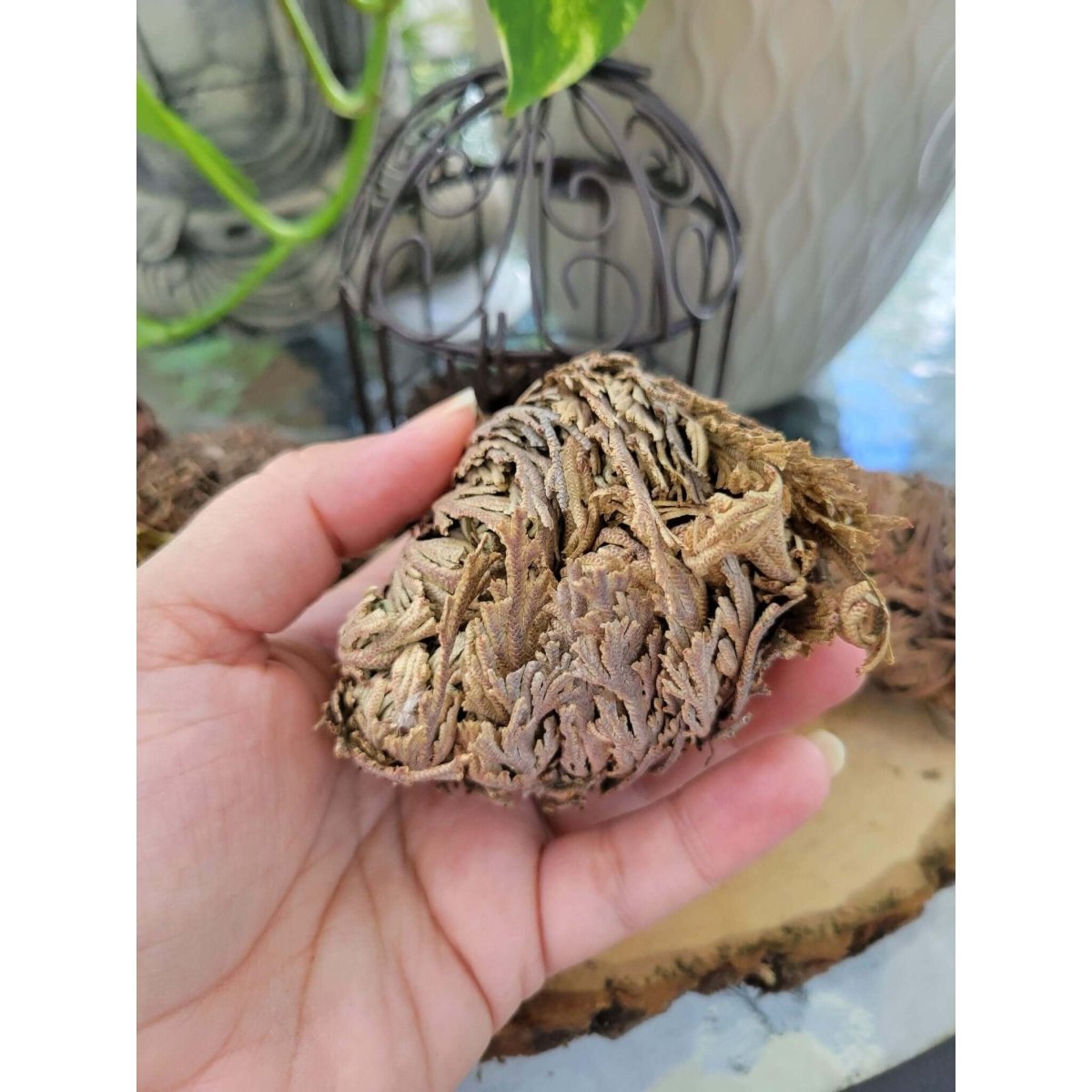 Small Jericho Flower - Rose of Jericho, Resurrection Flower -Herbs & Spices