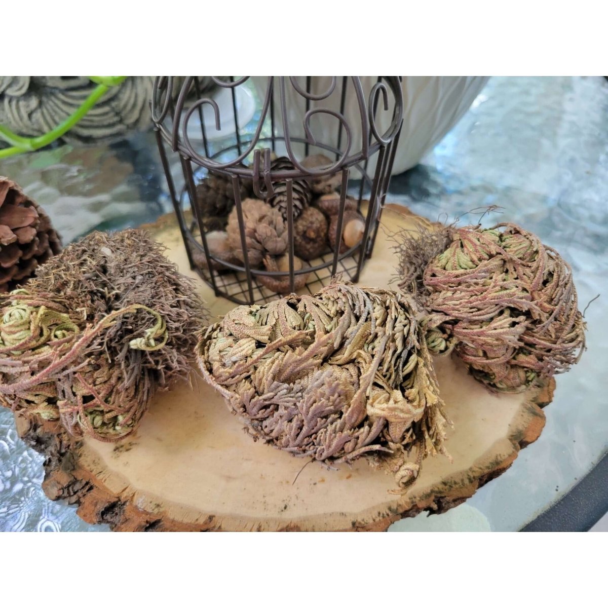 Small Jericho Flower - Rose of Jericho, Resurrection Flower -Herbs & Spices