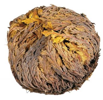The Resurrection Plant: Unveiling the Mysteries of the Flower of Jericho
