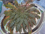 Rose of Jericho: Resurrection Flower Decoration