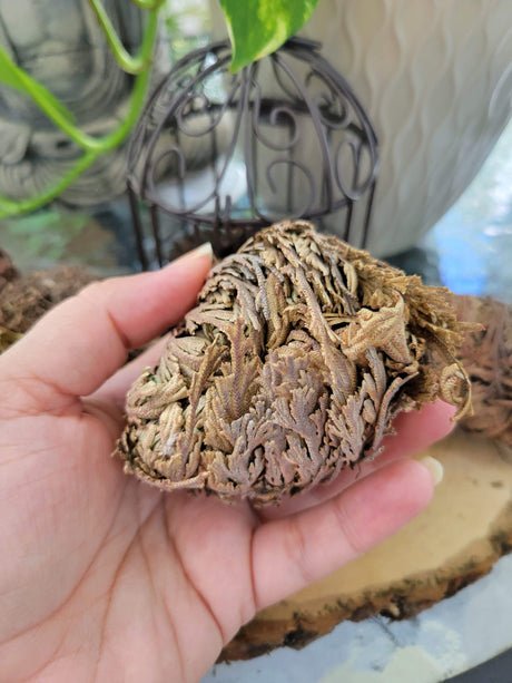 Rose of Jericho: Resurrection Flower Decoration