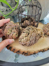 Rose of Jericho: Resurrection Flower Decoration