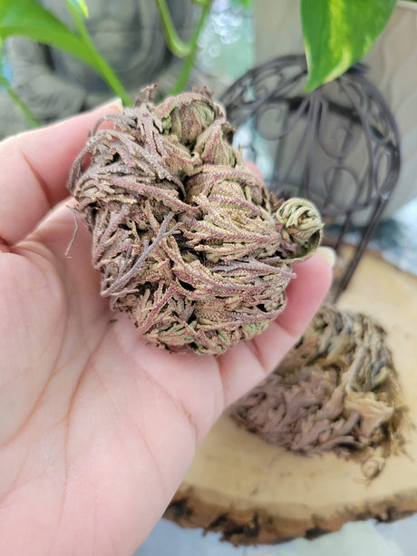 Rose of Jericho: Resurrection Flower Decoration
