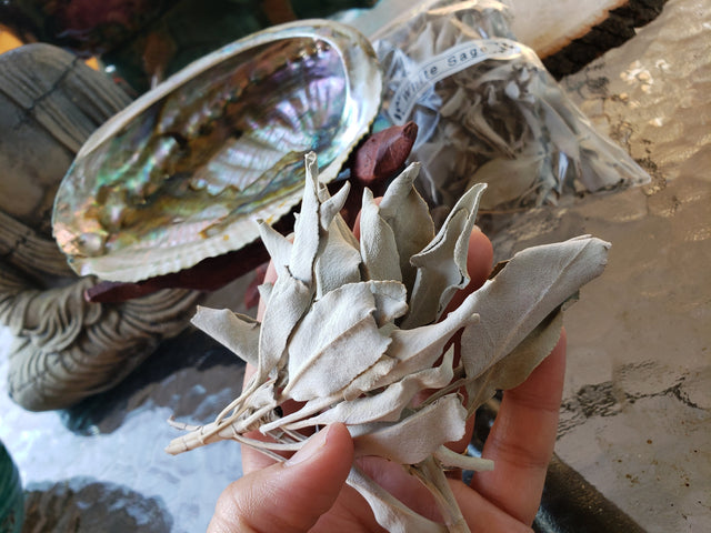 California White Sage Smudge Leaves - 1 oz