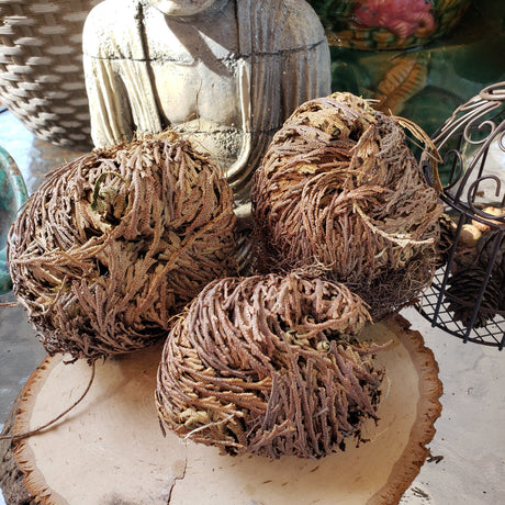 Rose of Jericho: Resurrection Flower Decoration