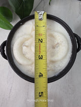 Large Triple Moon Cauldron | Handmade Soy Wax Candle | Double Wick Witchy Decor | Custom Fragrance