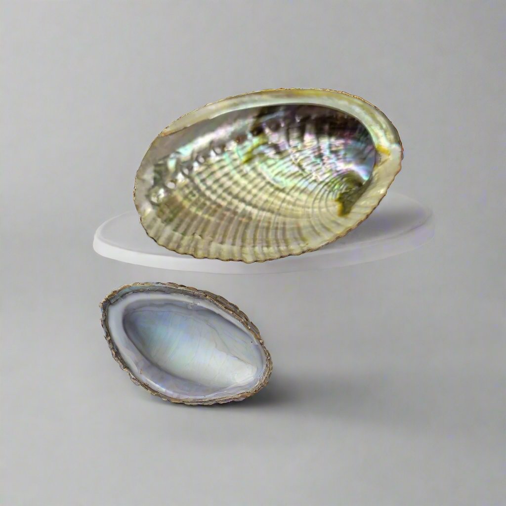 Abalone Shell plus Tripod Stand 4 to 5 inches. -Incense Holders