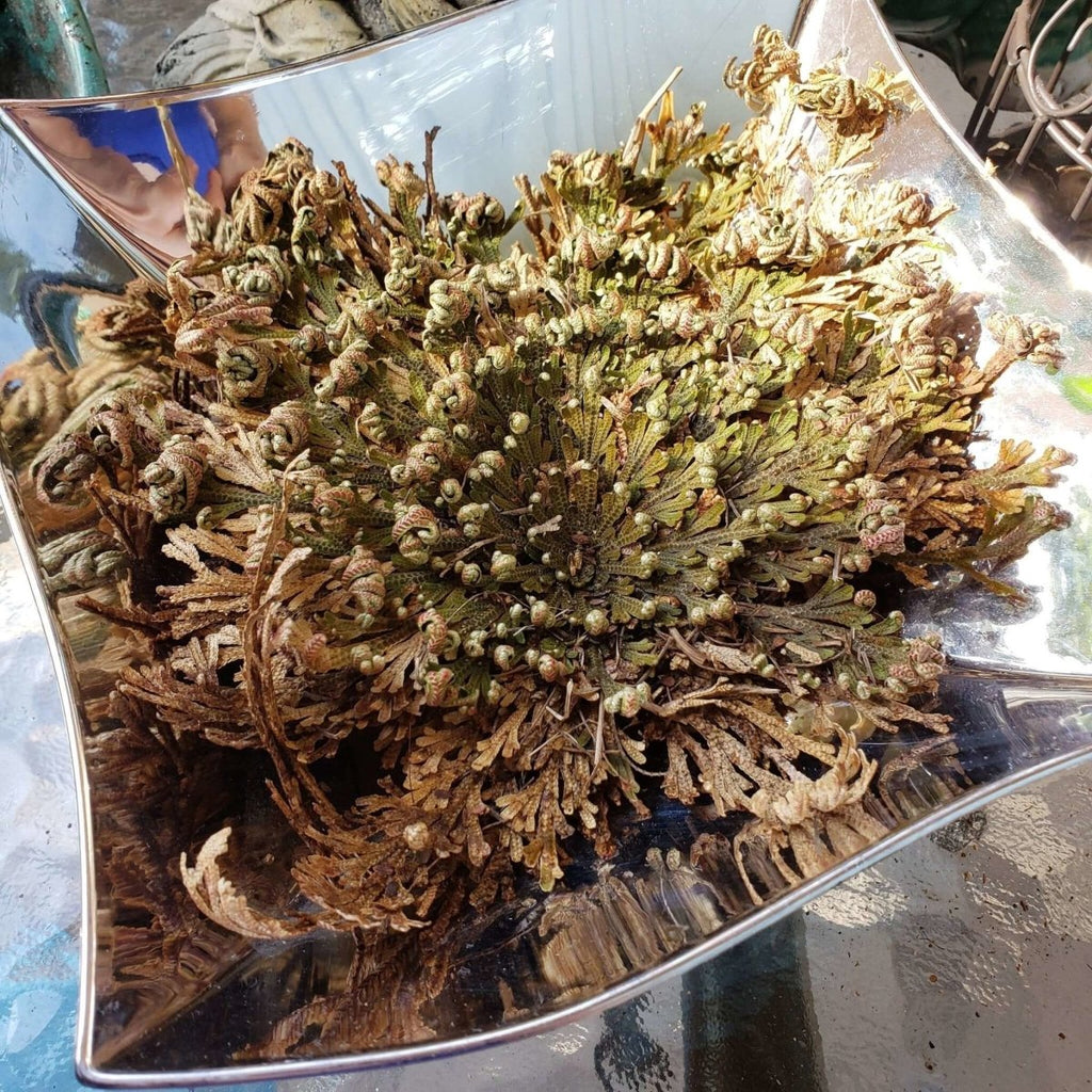 Jericho Flower - Rose of Jericho, Resurrection Flower -