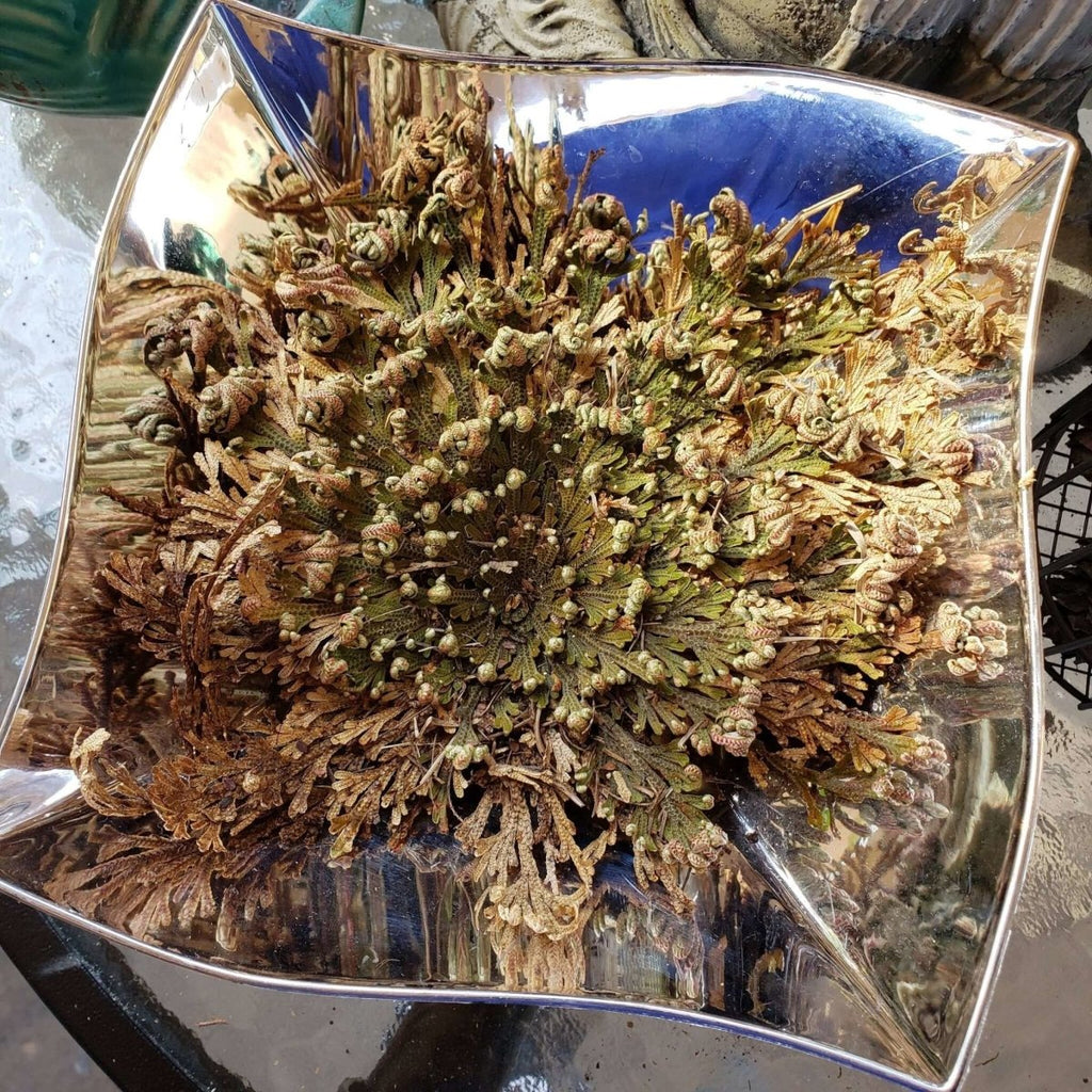 Jericho Flower - Rose of Jericho, Resurrection Flower -