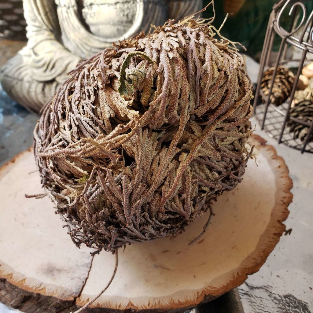 Jericho Flower - Rose of Jericho, Resurrection Flower -