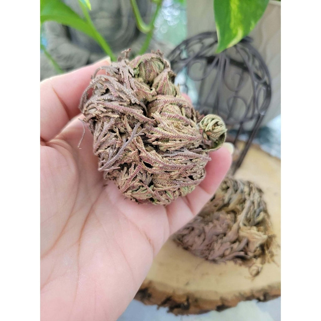 Small Jericho Flower - Rose of Jericho, Resurrection Flower -Herbs & Spices